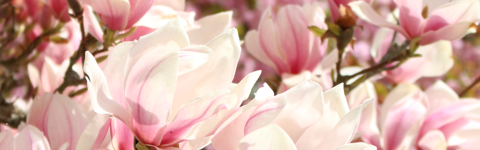 Garn av høy kvalitet til strikking, hekling og toving LANA GROSSA<br> ull & garn