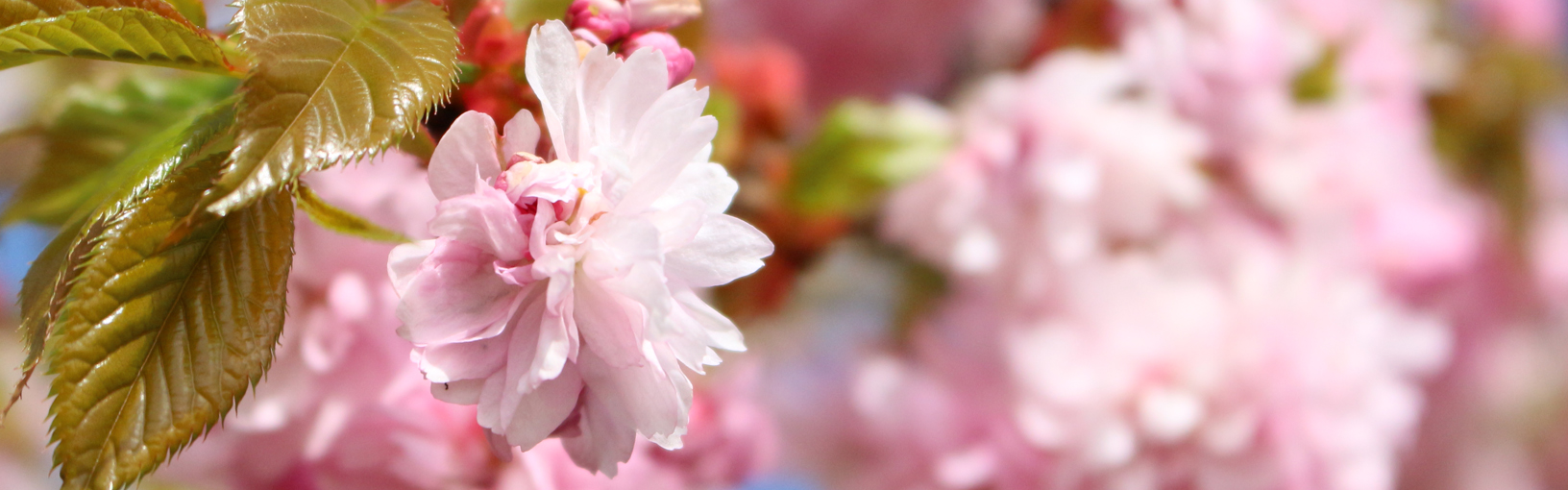 Garn av høy kvalitet til strikking, hekling og toving LANA GROSSA<br> ull & garn
