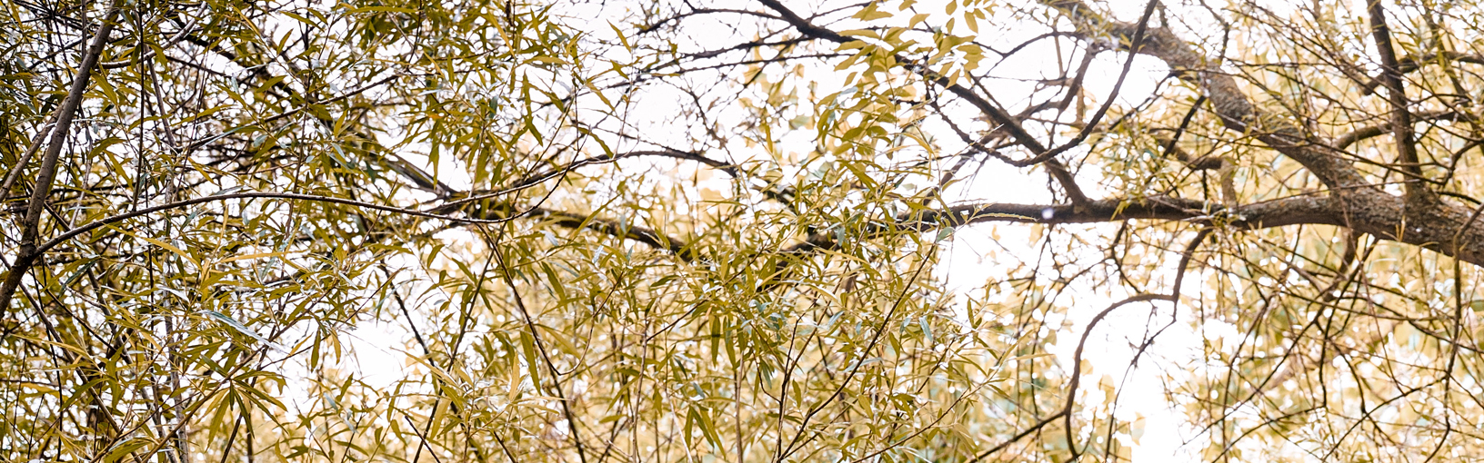 Garn av høy kvalitet til strikking, hekling og toving LANA GROSSA<br> ull & garn