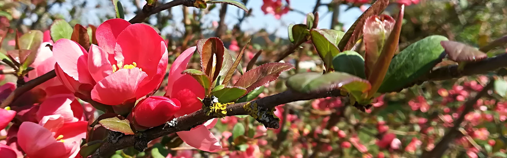 Garn av høy kvalitet til strikking, hekling og toving LANA GROSSA<br> ull & garn