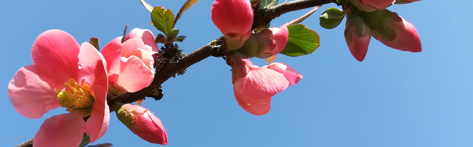 Garn av høy kvalitet til strikking, hekling og toving LANA GROSSA<br> ull & garn
