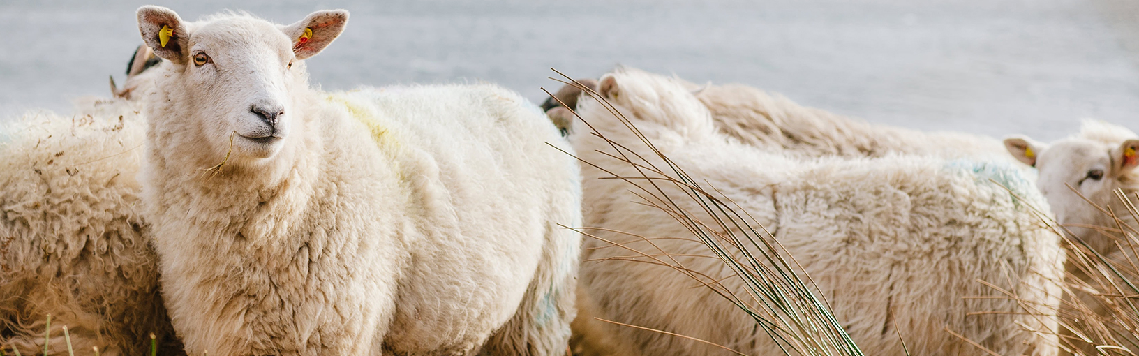 Garn av høy kvalitet til strikking, hekling og toving LANA GROSSA<br> ull & garn | Høst / Vinter