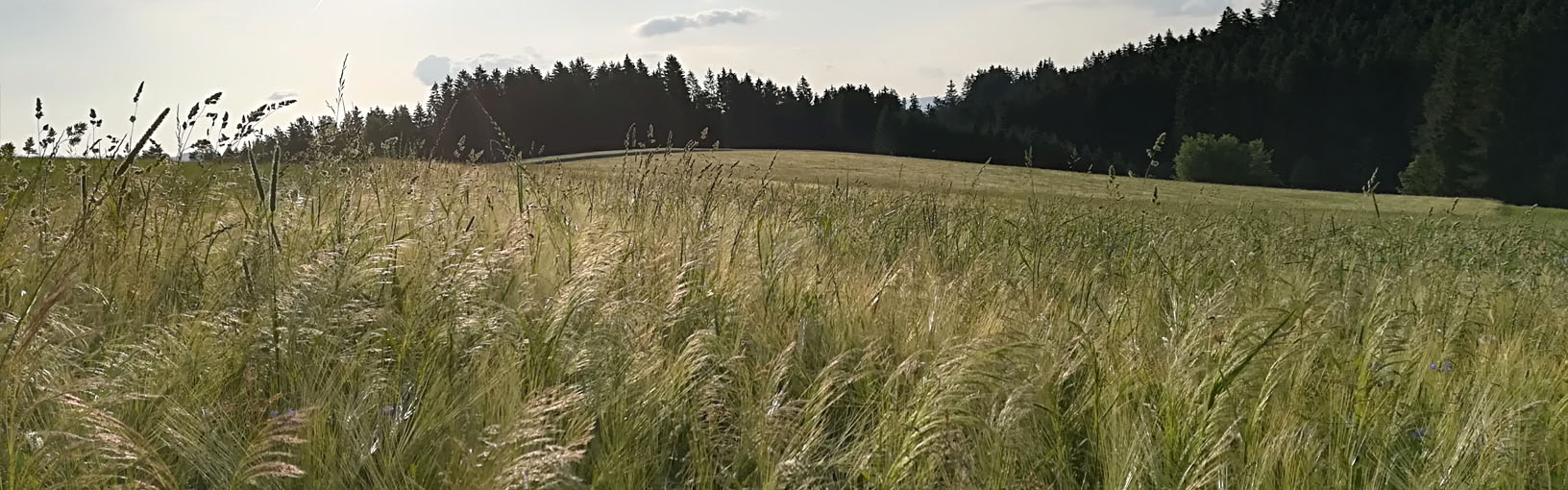 Garn av høy kvalitet til strikking, hekling og toving LANA GROSSA<br> ull & garn